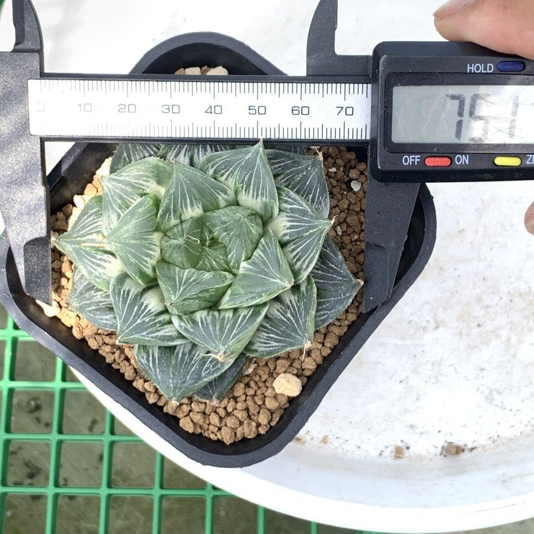 Amazon.co.jp: 多肉植物 ハオルチア 三仙寿錦 大株 : Hobbies